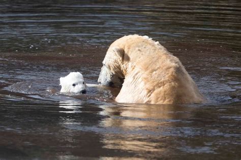 polar bear cub swims for the first time