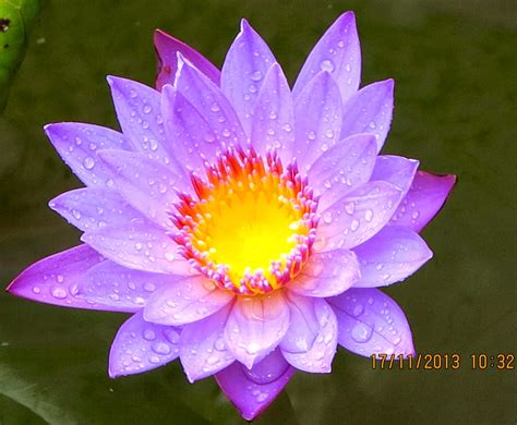 waymarks   journey lotus flowers   colours