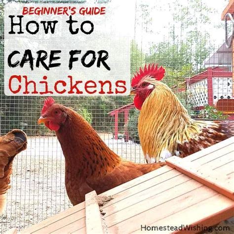 how to care for chickens chickens beginners guide