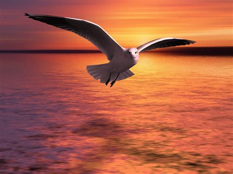 zeemeeuw vliegend zonsondergang gratis afbeelding op pixabay pixabay