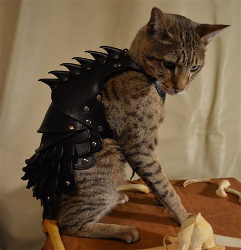 cat battle armor