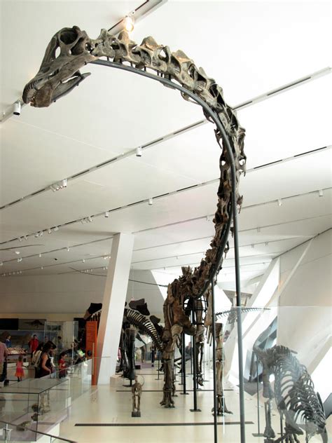 barosaurus lentus  kmourzenko  deviantart