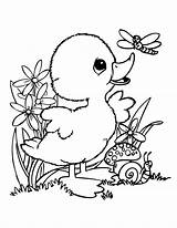 Coloring Ducks Duck Baby Popular sketch template