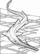 Requin Pez Rochen Pesce Spada Supercoloring Manta Sawfish Colorier Ko Ausmalbild sketch template
