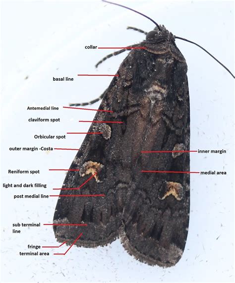 moth wing features inaturalist