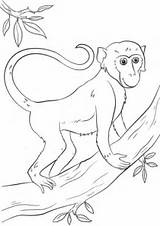 Monkey Tree Coloring Cartoon Pages Drawing Printable Hanging Realistic Monkeys Affe Crafts Affen Ausmalbild Animals sketch template