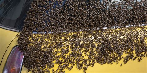 swarm intelligence opens doors  understanding man  machine relationships manuka honey usa