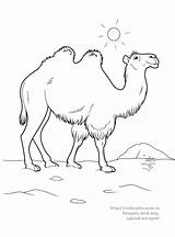 Camel Chameau Camello Camels sketch template