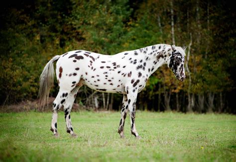 gorgeous images  appaloosa horses    day