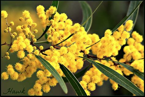 australian native wattle tree  wattle flowers  comin flickr