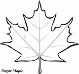 Leaf Maple Coloring Printable Printablee Fall Oak Pattern Simple Via Colouring Patterns sketch template