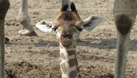 beekse bergen babynieuws giraffe gerda  bevallen van een dochter lindanl