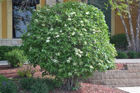 mohican viburnum   deciduous shrub  produces white flowers