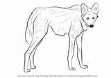 Wolf Maned Draw Drawing Step Tutorial Animals sketch template