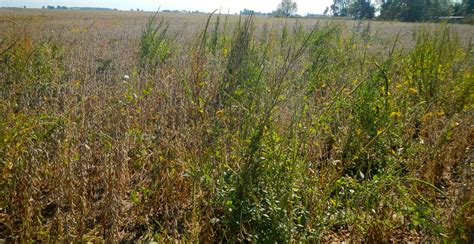 osu weed management information  weeds  herbicides