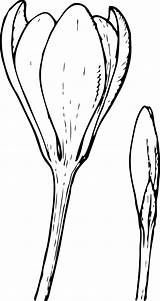 Bud Crocus Krokus Buds Knospe Svg Plant Blumen Tulip Symbol Aster Lilly زهره Budweiser Miniata Castilleja Mushrooms Bloem Bunch Corolla sketch template