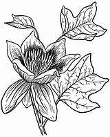 Tulip Tree Drawing Line Clipart Work Clipground Psf God Children Cliparts sketch template