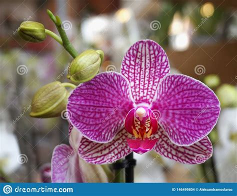 Beautiful Exotic Plant Flower Of Phalaenopsis White And