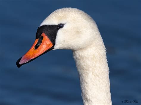 deel de natuur