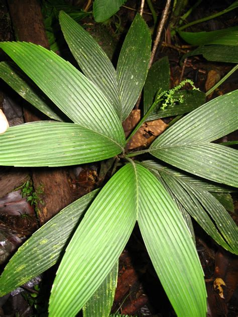chamaedorea palmeriana arecaceae image   plantsystematicsorg