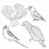 Coloring Vector Lovebird Kakadu Parrot Wavy Jaco Illustra Set Illustration Preview sketch template