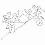 Orchid Clipart Flower Sketch Clip Cliparts Library Flowers Clipground sketch template
