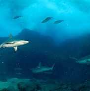Image result for Shark Pit. Size: 182 x 185. Source: ryan-johnson.me