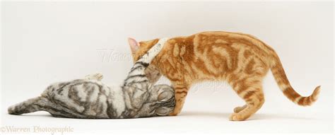 cats playing photo wp