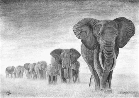 como dibujar  elefante realista  lapiz muy facil  paso  paso