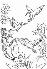 Coloring Pages Hummingbird Printable Kids Sheets Hummingbirds Adult Color Print Drawing Books Book Hibiscus Template Cool Templates Cartoon Animals Getdrawings sketch template