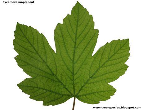 maple tree identification  leaf sycamore maple leaf