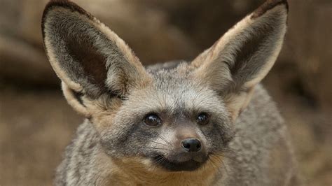 bat eared fox san diego zoo animals plants