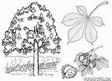 Chestnut Drzewa Kolorowanki Kolorowanka sketch template