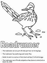 Roadrunner Coloring Mexico Bird Pages State Greater Kids Flag Facts Tree Symbols Printables Coyote Road Runner Flower Drawing States United sketch template