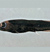 Afbeeldingsresultaten voor "xenodermichthys Copei". Grootte: 176 x 185. Bron: fishesofaustralia.net.au