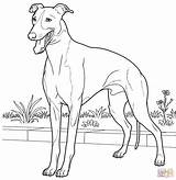 Greyhound Coloring Italian Pages Drawing Printable Line Dog Color Hound Supercoloring Grey Colouring Drawings Book Kids Adult Print Animal Es sketch template