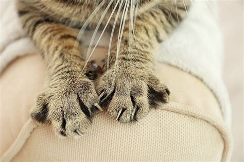 Do All Cats Have Thumbs Polydactyl Cats Explained Excited Cats