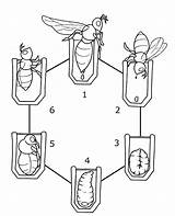 Ciclo Ape Abelhas Vitale Abelha Torinobimbi Pupa Midisegni Coro Della Grundschule Biene Uovo Larva Bienen Portalescolar Istruzioni Sul Escolha Pasta sketch template