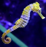Image result for Sea Creatures. Size: 183 x 185. Source: www.today.com