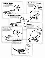 Pintail Birdorable sketch template