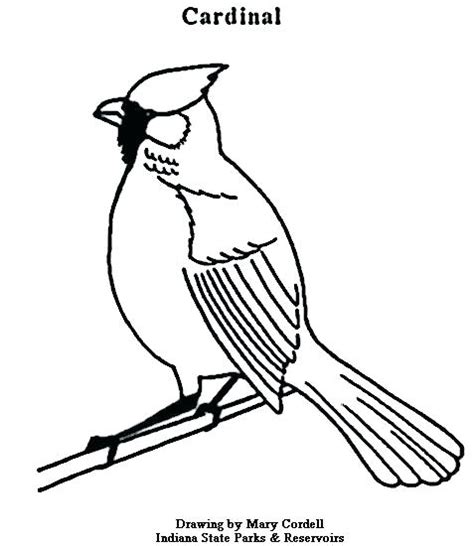cardinals logo coloring pages  getdrawings