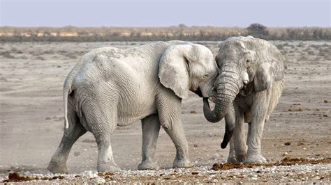 de verrassende familie van de olifant animals today
