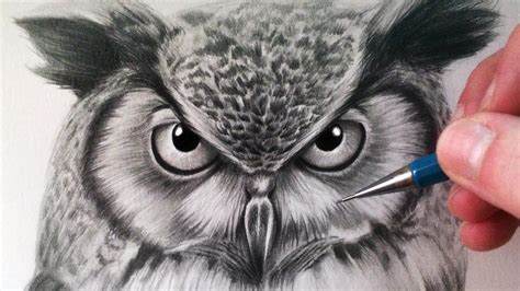 draw  owl owls drawing bird drawings animal drawings