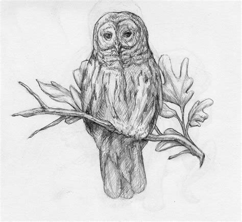draw    march  owls drawing owl sketch owl coloring