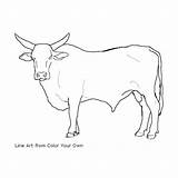 Bull Coloring Bucking Pages Color Drawing Bulls Cow Line Own Drawings Standing Printable Print Riding Cattle Getcolorings Choose Board Colour sketch template