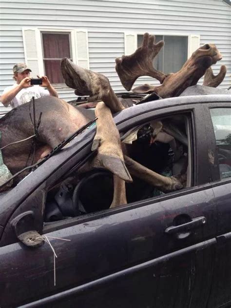 carnage  moose hits car  head  collision revealed  shocking pictures mirror