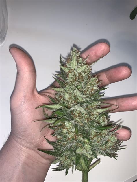 buds grasscity forums   marijuana community