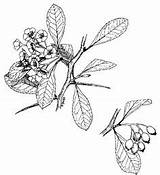 Flower Hawthorn Drawing Paintingvalley sketch template