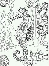 Seahorse Coloring Pages Printable Print sketch template