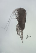 Afbeeldingsresultaten voor "Ctenocalanus Heronae". Grootte: 125 x 185. Bron: sio-legacy.ucsd.edu